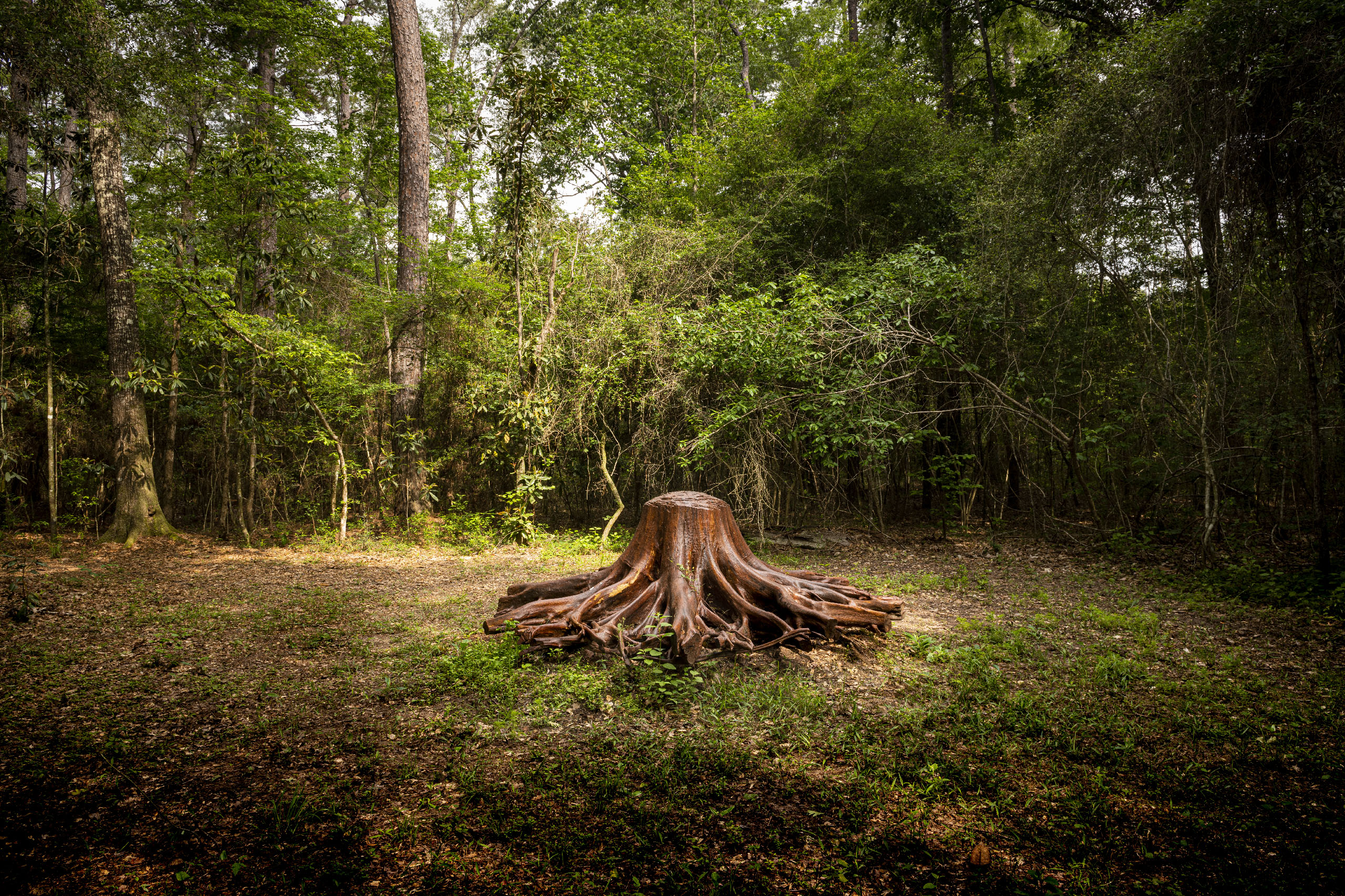 13.Surls_OakStump_View2_Hester_20230420_5212